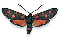 Pro zvětšení klikněte