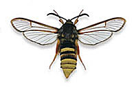 Pro zvětšení klikněte