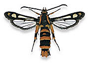 Pro zvětšení klikněte